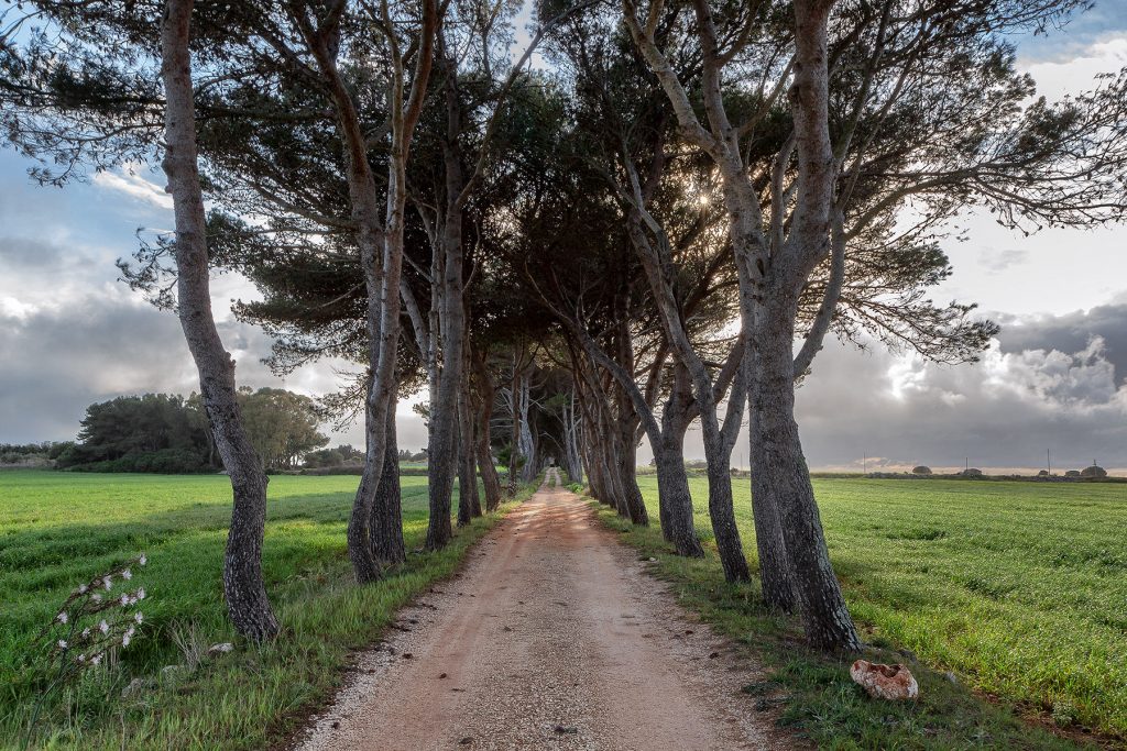 Via alberata con campi ai lati che conduce al monastero da vedere durante le vacanze a Otranto