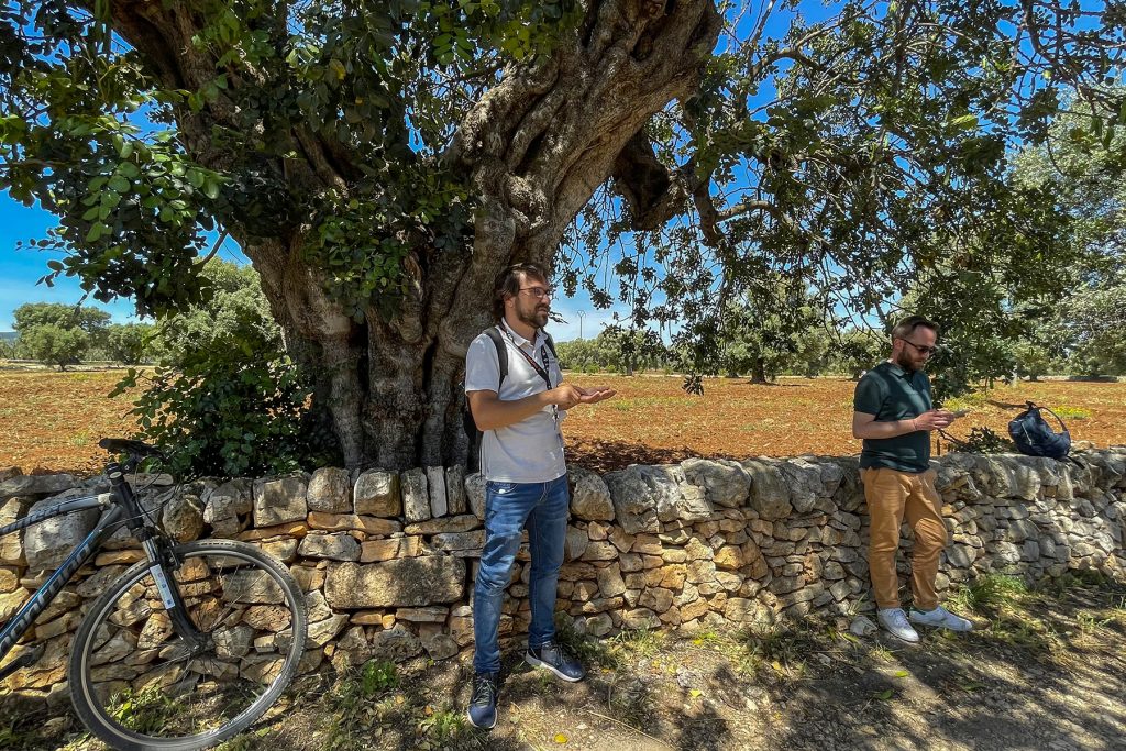 albero di carrube secolare in Valle d'Itria